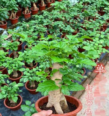幸福树和绿宝的花语分别是什么？