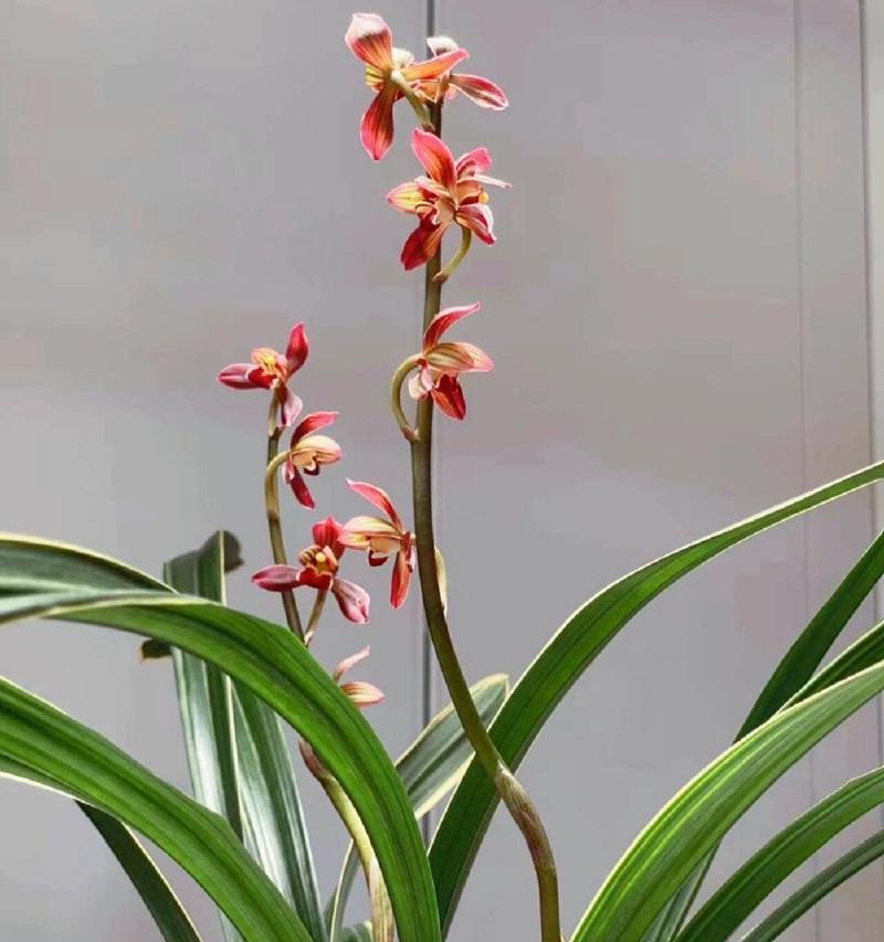 醉美的兰花花语是什么？兰花的花语有哪些美丽的含义？