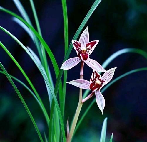 醉美的兰花花语是什么？兰花的花语有哪些美丽的含义？