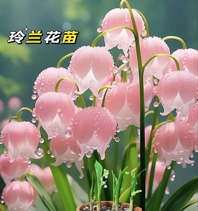 代表客家的花语是什么花？客家文化中有哪些花语代表？
