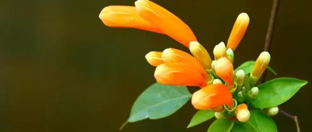 代表客家的花语是什么花？客家文化中有哪些花语代表？