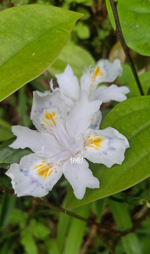 友谊花语通常用什么花表达？哪种花象征着友谊？