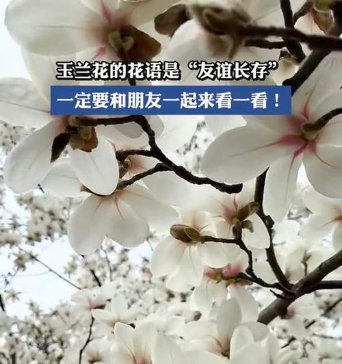 友谊花语通常用什么花表达？哪种花象征着友谊？