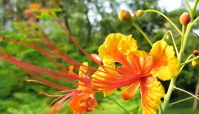 友谊花语通常用什么花表达？哪种花象征着友谊？