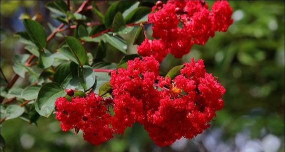 红色野麻花的花语有何含义？它象征着什么？