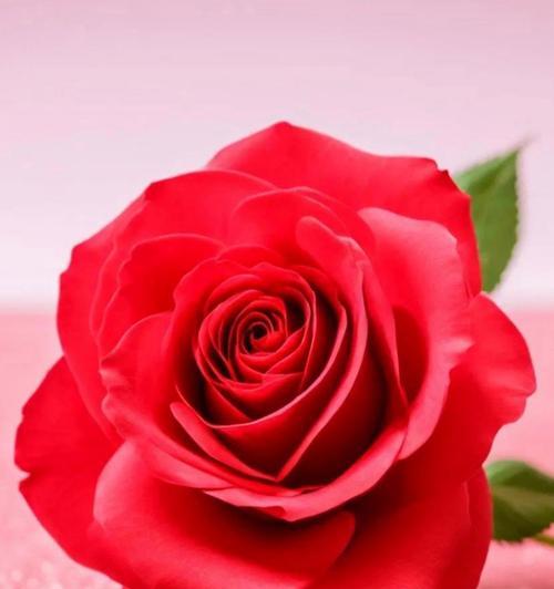 玫瑰花1朵的含义是什么？