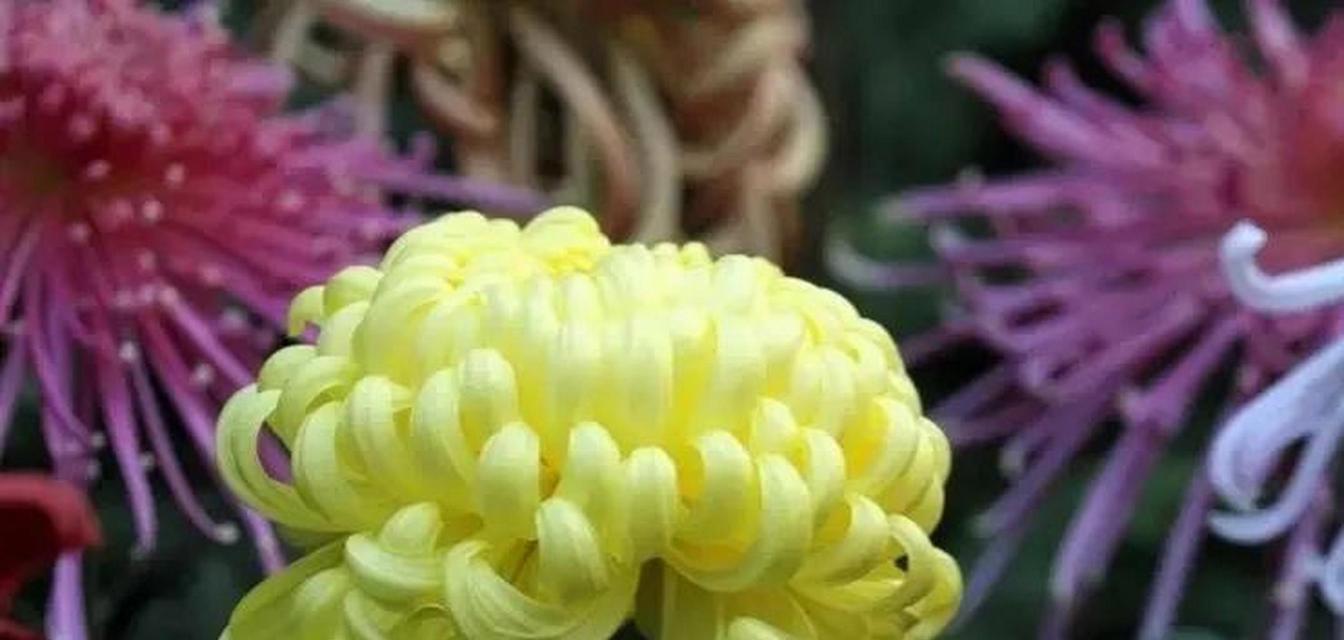 翠菊花语因颜色而异吗？各颜色代表什么？