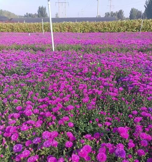 翠菊花语因颜色而异吗？各颜色代表什么？