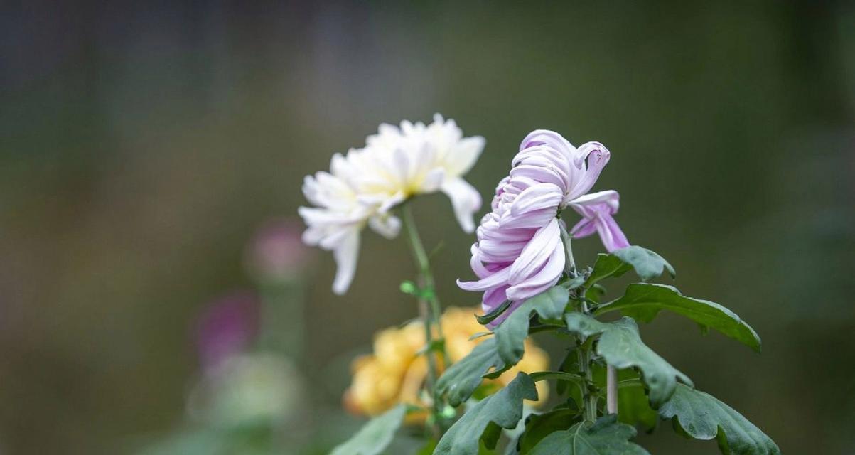 翠菊花语因颜色而异吗？各颜色代表什么？
