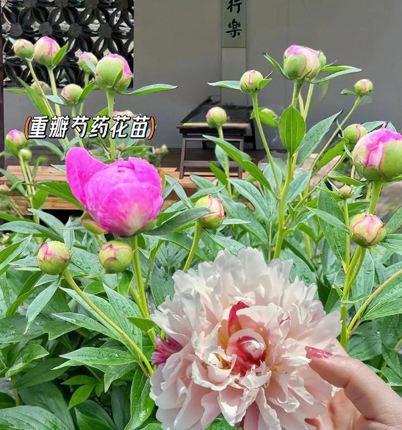 芍药花有花语吗？它代表了什么？