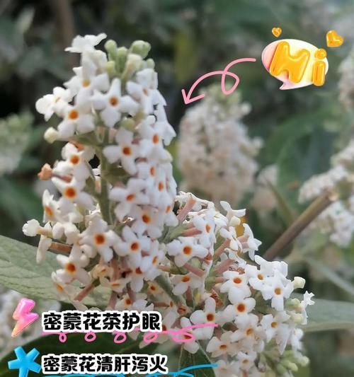 蒙语版辉腾的花语有何特别之处？