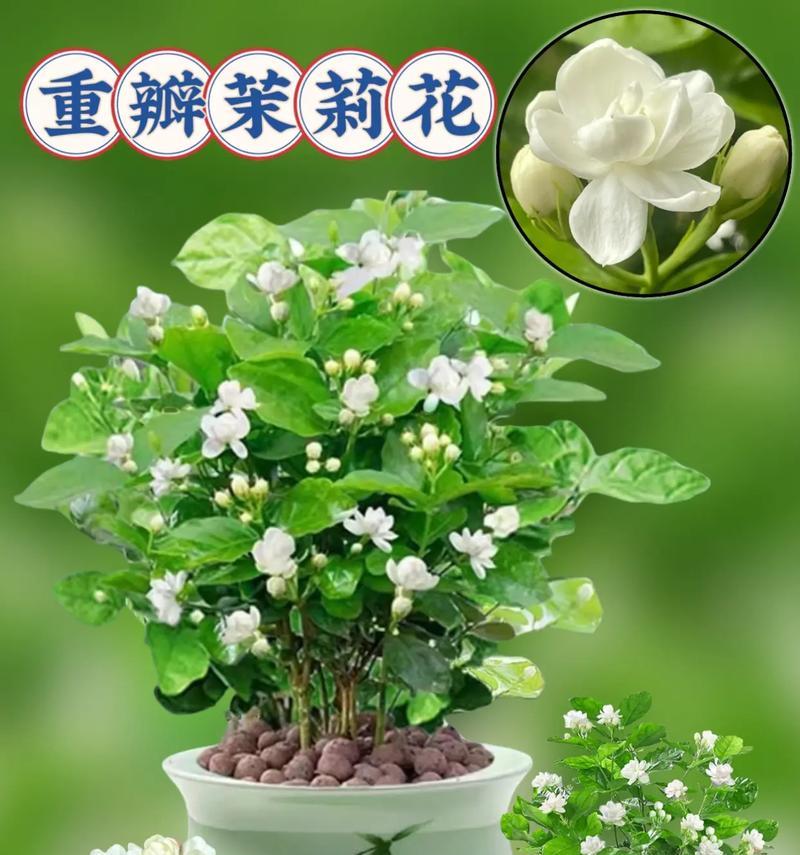 六字花语茉莉有何含义？六字花语茉莉代表什么？