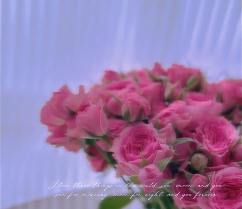 苏菲玫瑰的花语是什么？为什么苏菲玫瑰这么特别？