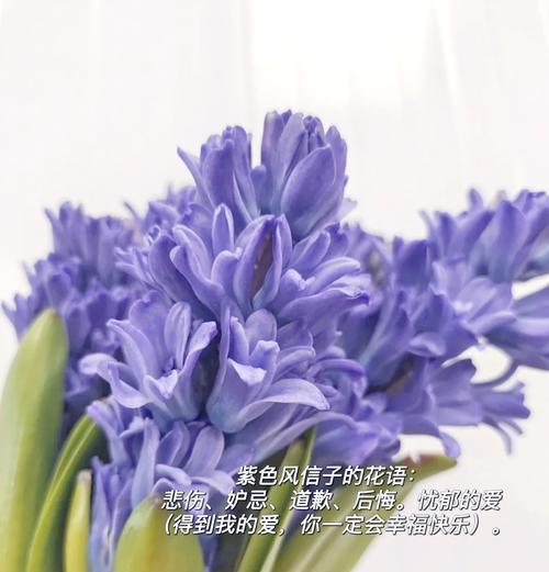 苏菲玫瑰的花语是什么？为什么苏菲玫瑰这么特别？