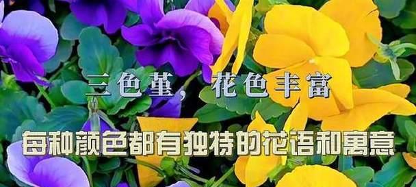 三色堇的花语具体含义是什么？