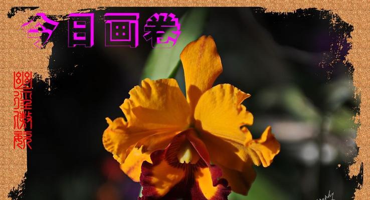四大军中文花语有何特殊含义？