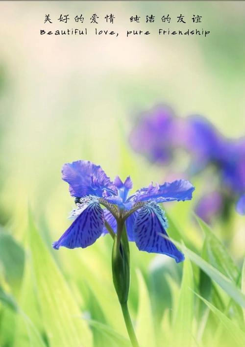 鸢尾花的花语中孤独的含义是什么？鸢尾花象征着什么？