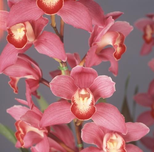 美兰保护花的花语代表什么？