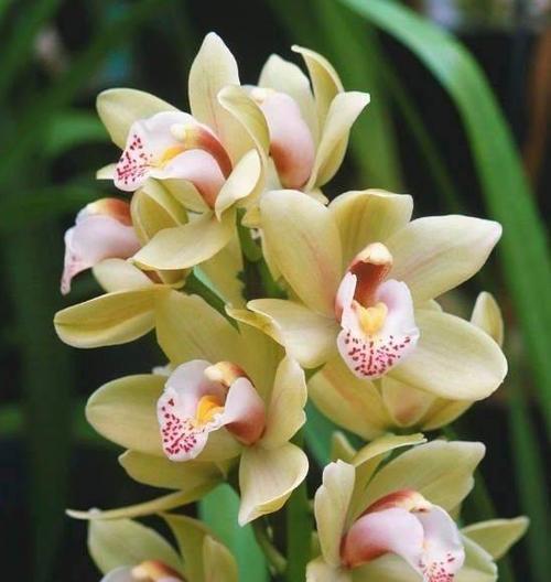美兰保护花的花语代表什么？