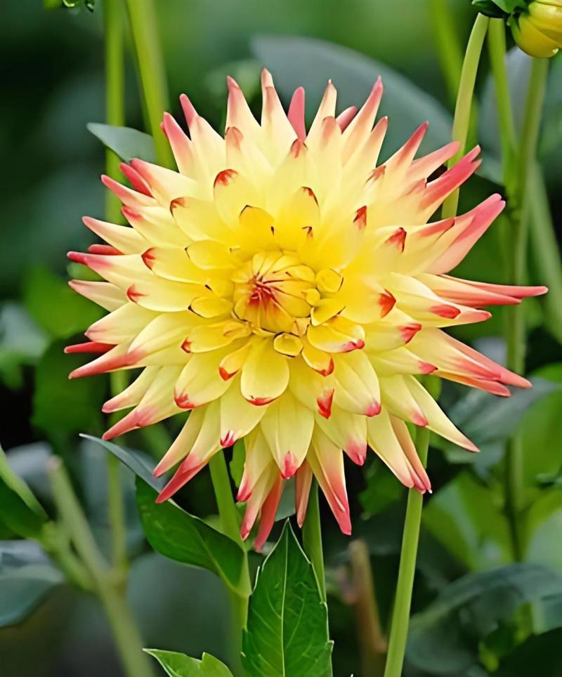 大岩头植物的花语是什么？代表了什么？