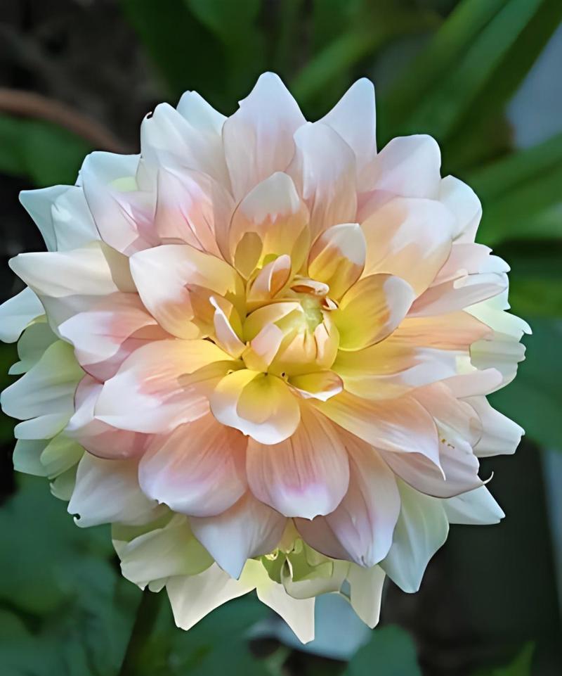 大岩头植物的花语是什么？代表了什么？