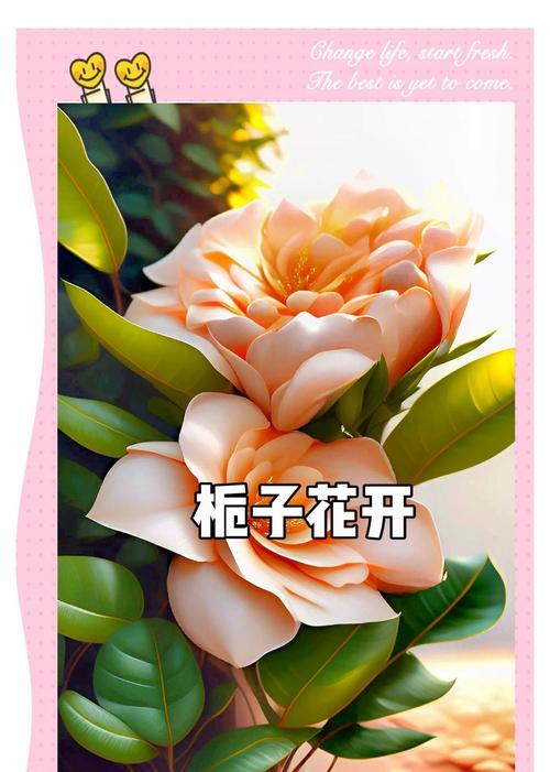 花语“希望你一直快乐”表达了什么情感？