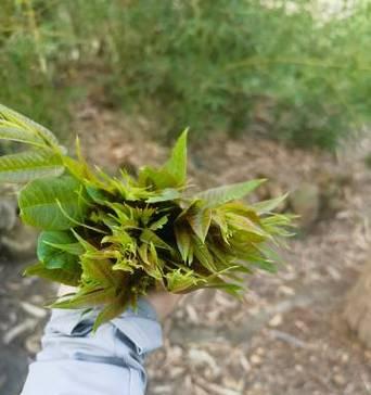 让人感到恶心的花语有哪些？