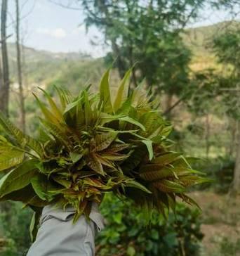 让人感到恶心的花语有哪些？