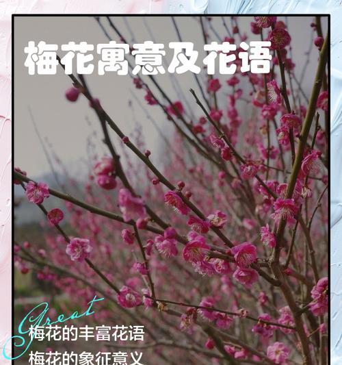 彼岸梅花代表什么意义？花语中蕴含了哪些情感？