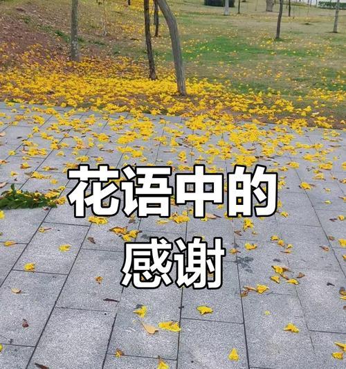离别时爱意的花语有哪些？