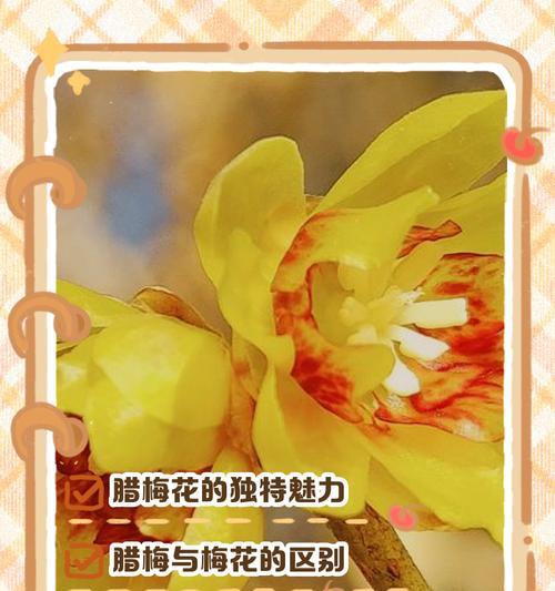 腊梅花的花语是什么？腊梅花好看吗？