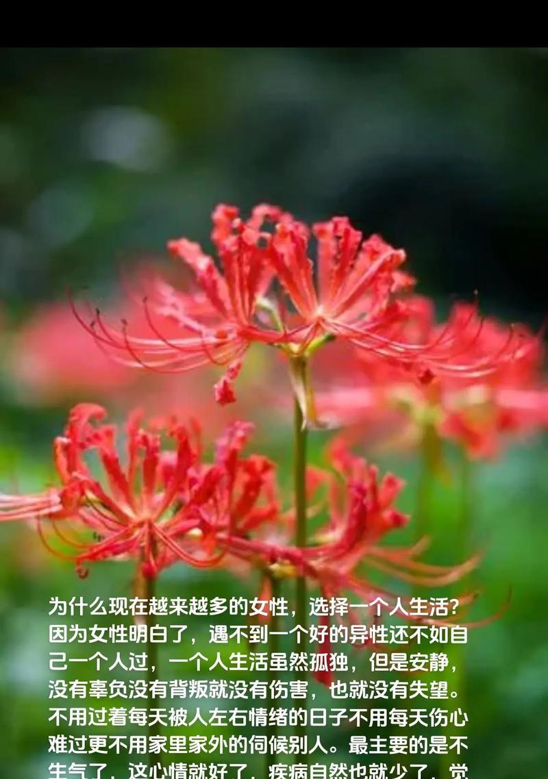花语唯一爱人代表什么花？这种花的含义是什么？