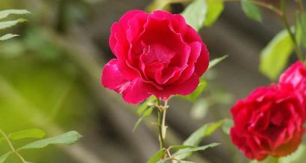 花语唯一爱人代表什么花？这种花的含义是什么？