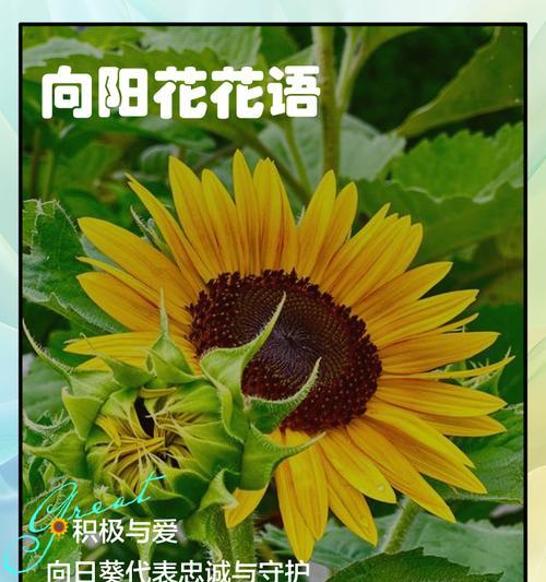向日葵除了爱情还有哪些花语？