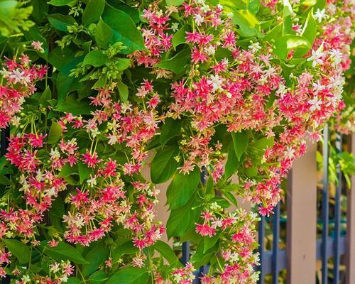 藤蔓花的花语有何深意？它代表了哪些情感？