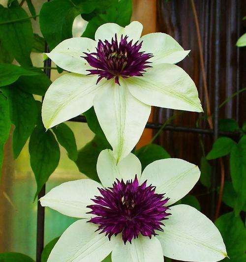 藤蔓花的花语有何深意？它代表了哪些情感？