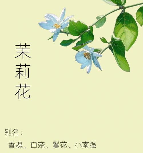 丁香茉莉的花语有哪些？丁香茉莉的寓意是什么？