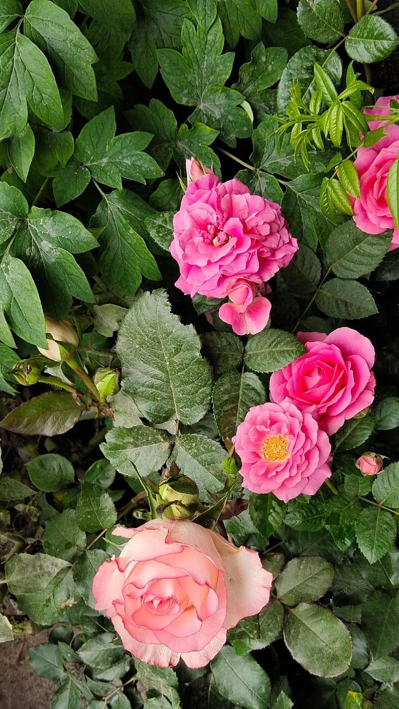 丁香茉莉的花语有哪些?丁香茉莉的寓意是什么? 丁香茉莉的花语有哪些?丁香茉莉的寓意是什么?