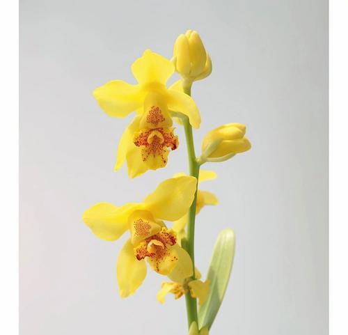 文心兰的花语有何深意？