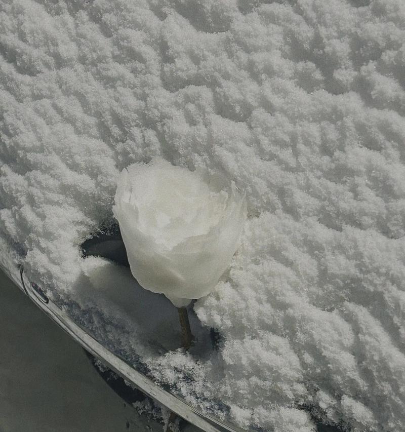 在雪中手持玫瑰花有何寓意？它象征着什么？