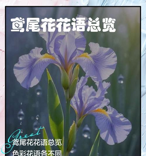 高贵神秘的花语有哪些含义？