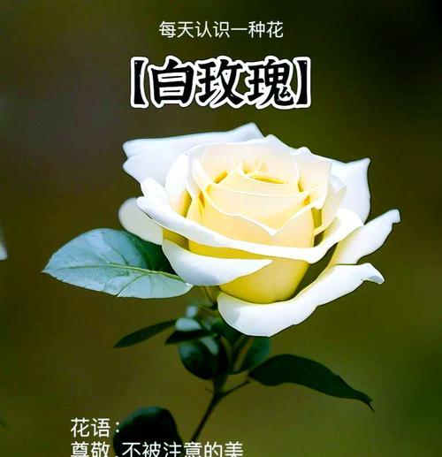 高贵神秘的花语有哪些含义？