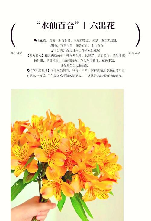 水中仙花语寓意是什么意思？如何理解其深层含义？