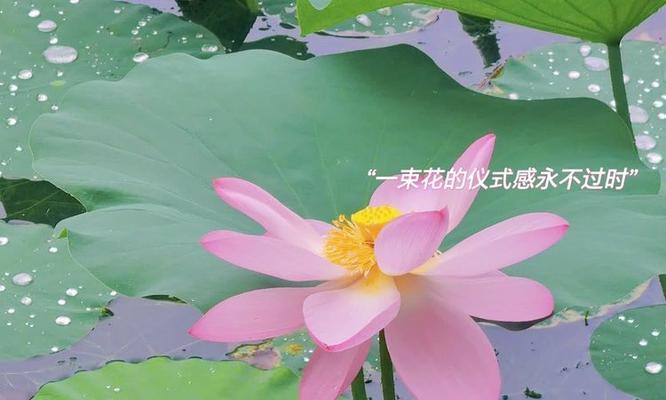 水中仙花语寓意是什么意思？如何理解其深层含义？