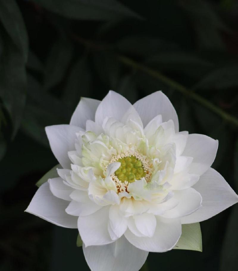 水中仙花语寓意是什么意思？如何理解其深层含义？