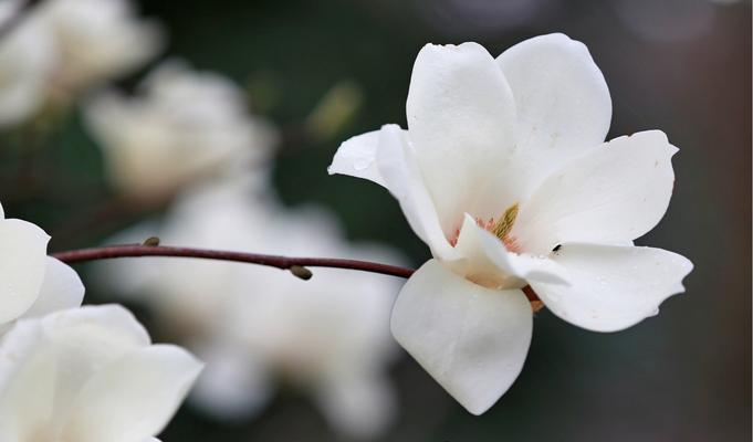 不见不散的花语有哪些？不见不散的花语代表什么？