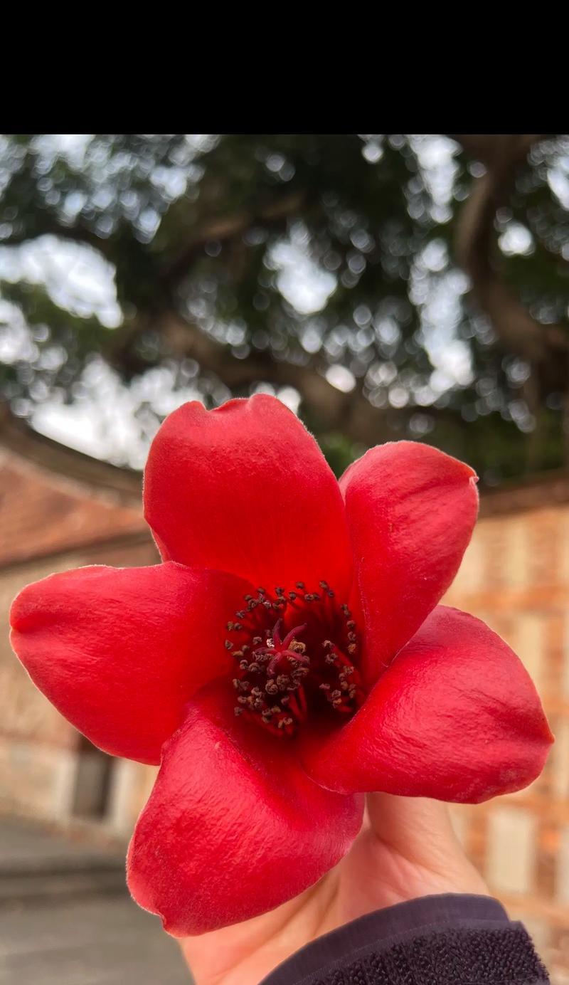 老师的花语是什么？老师的花语代表了什么意义？