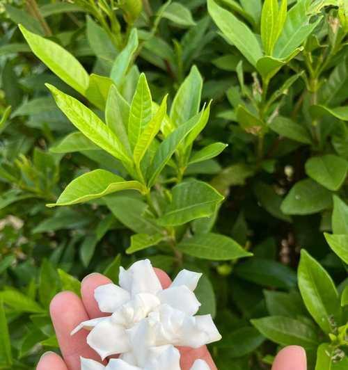 栀子花传递了哪些情感？