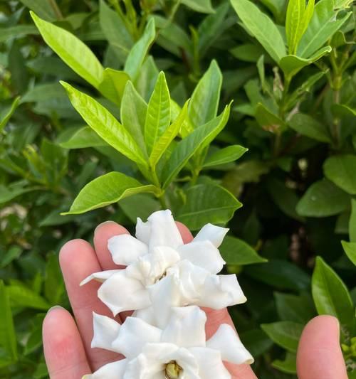 栀子花传递了哪些情感？