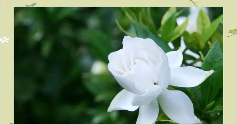 栀子花传递了哪些情感？
